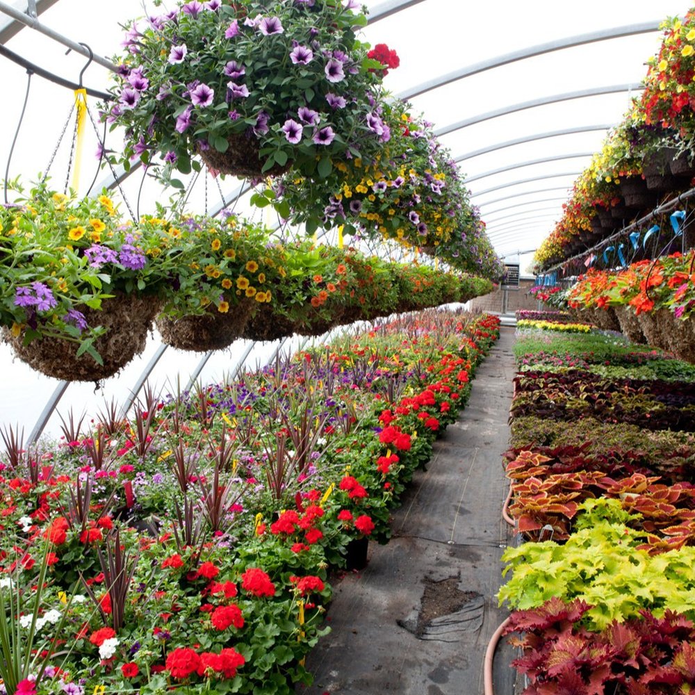 Plants Nursery